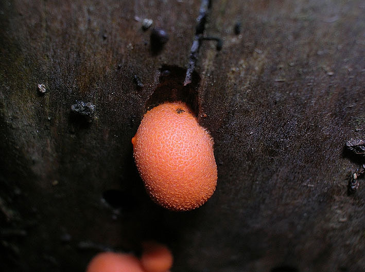 Lycogala epidendrum (J.C. Buxb. ex L.) Fr.(PROVA)